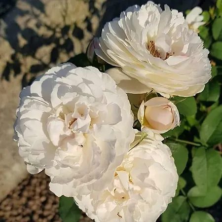 Simplicitas San Fedele Intelvi