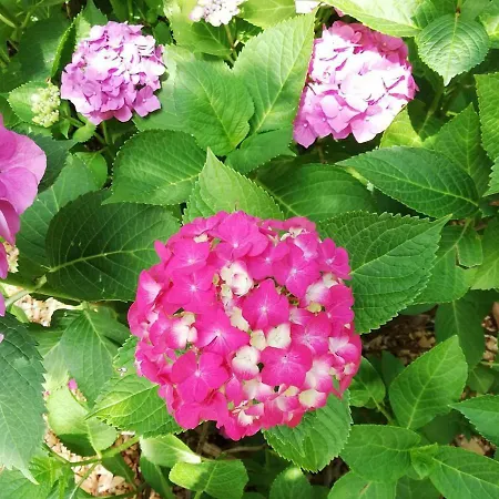 辛普利西塔别墅酒店 2*