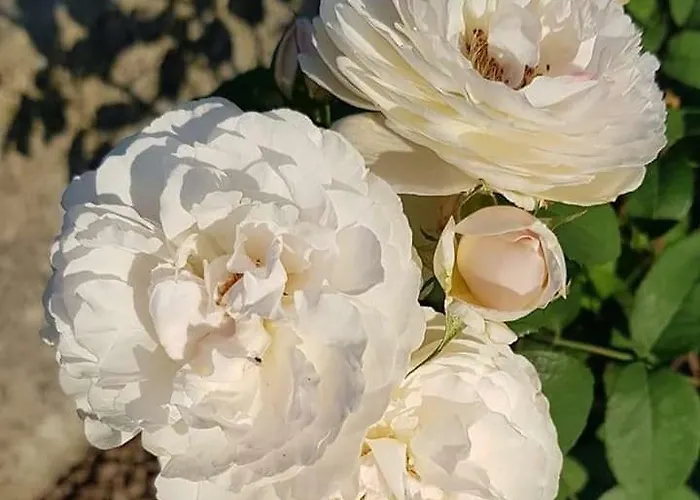 Simplicitas Сан-Феделе-Интельви