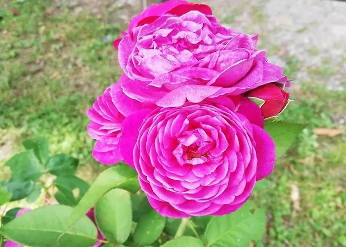 Szálloda Simplicitas